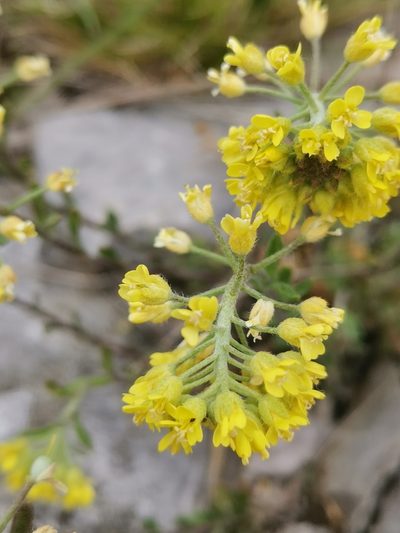 Alyssum austrodalmaticum, photographed by Ljaž