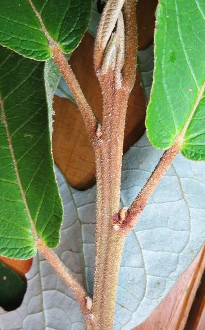 Croton organensis, photographed by Victor Farjalla Pontes