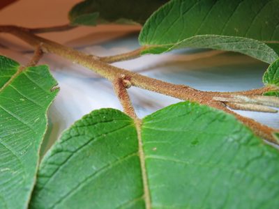Croton organensis, photographed by Victor Farjalla Pontes