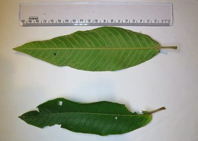 Croton organensis, photographed by Victor Farjalla Pontes