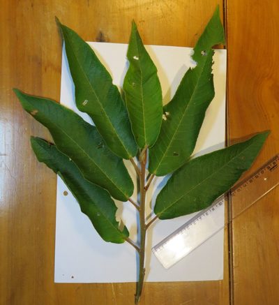 Croton organensis, photographed by Victor Farjalla Pontes