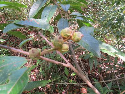 Croton organensis, photographed by Victor Farjalla Pontes