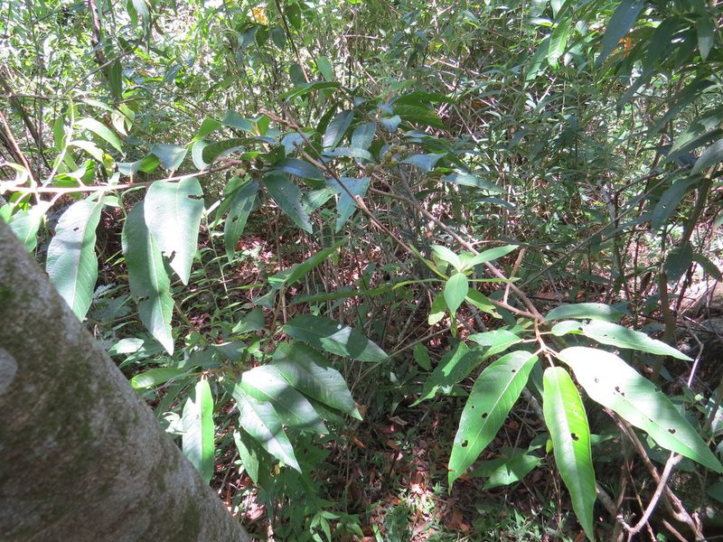 Croton organensis, photographed by Victor Farjalla Pontes