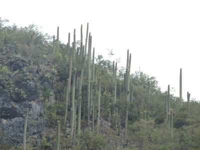 Cephalocereus polylophus, photographed by Sandino Guerrero