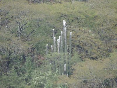 Pilosocereus leucocephalus, photographed by Sandino Guerrero