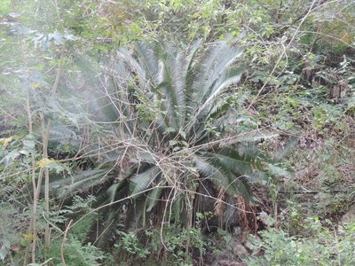 Dioon edule, photographed by Sandino Guerrero