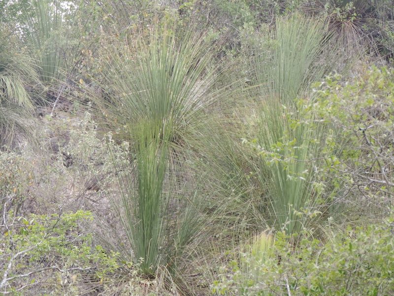 Dasylirion longistylum, photographed by Sandino Guerrero
