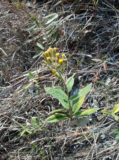 Inula cappa, photographed by portioid