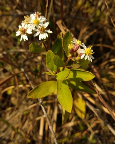 Aster baccharoides, photographed by portioid
