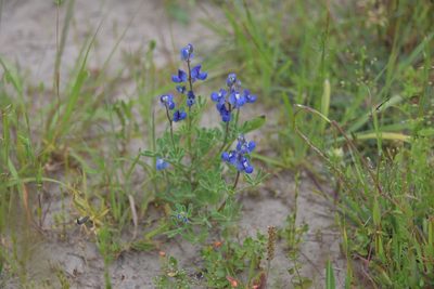 Lupinus subcarnosus, photographed by Cody Stricker