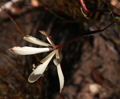 Geissorhiza confusa, photographed by Tony Rebelo