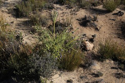 Leucadendron dubium, photographed by Tony Rebelo