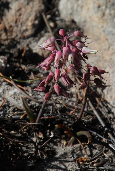 Lachenalia juncifolia, photographed by Tony Rebelo