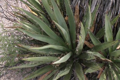 Yucca faxoniana, photographed by Reid Hardin