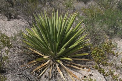Yucca faxoniana, photographed by Reid Hardin
