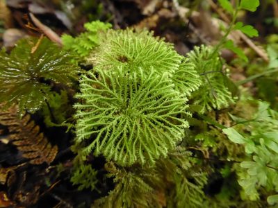 Canalohypopterygium tamariscinum, photographed by Thibaud Aronson