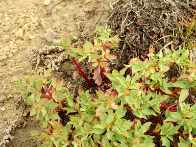 Euphorbia collina, photographed by Guillermo Debandi