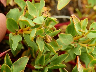 Euphorbia collina, photographed by Guillermo Debandi