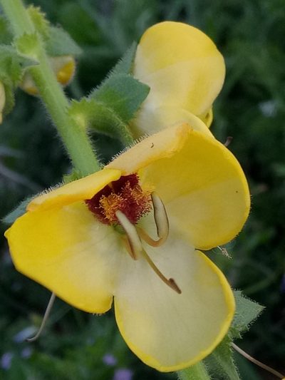 Verbascum creticum, photographed by Karim Haddad