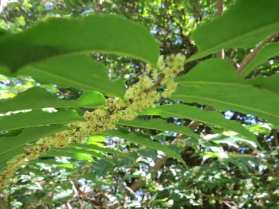 Casearia sylvestris, photographed by Victor Farjalla Pontes