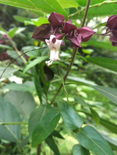 Clerodendrum fortunatum, photographed by portioid
