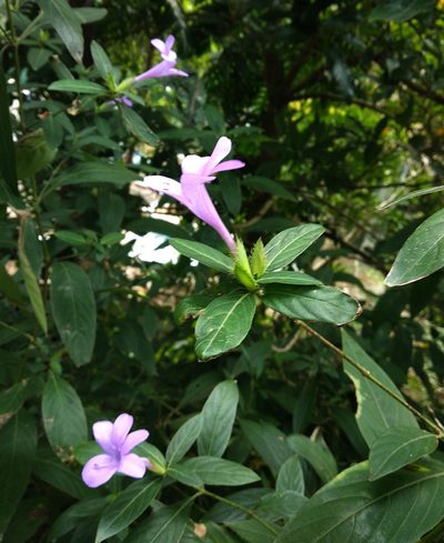 Barleria cristata, photographed by portioid