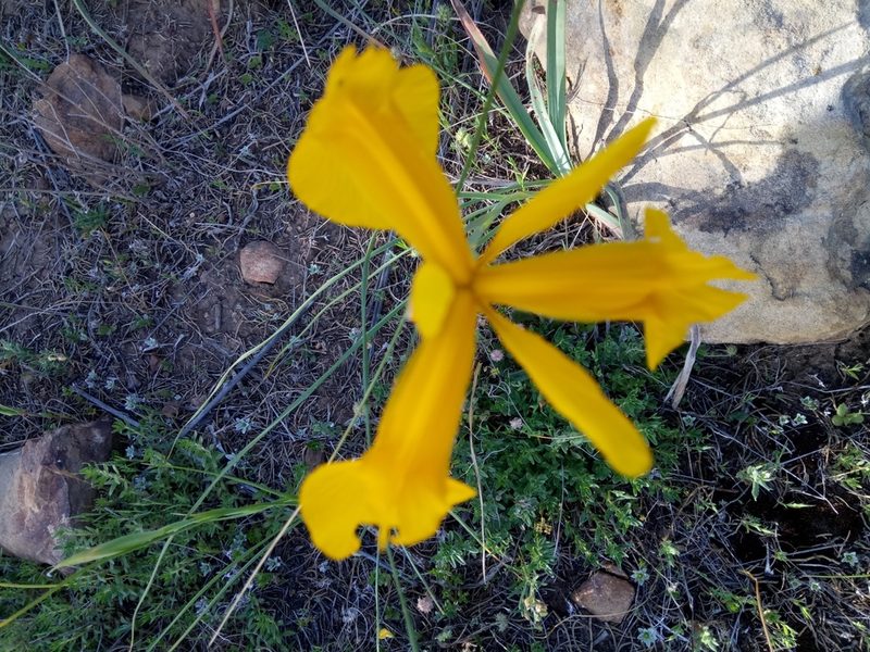 Iris juncea, photographed by Karim Haddad