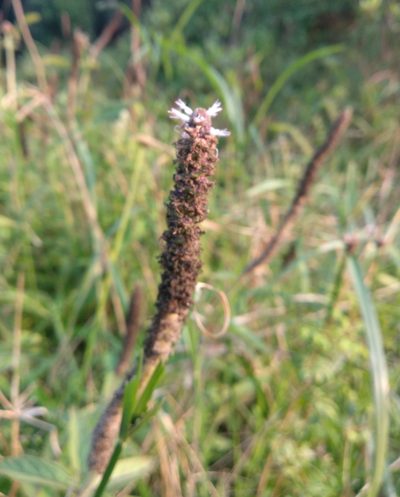Pogostemon auricularius, photographed by portioid