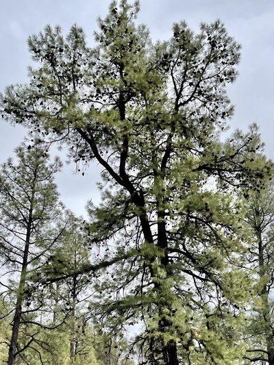 Pinus leiophylla, photographed by CK2AZ