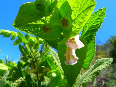 Lepechinia rossii, photographed by Zack Abbey