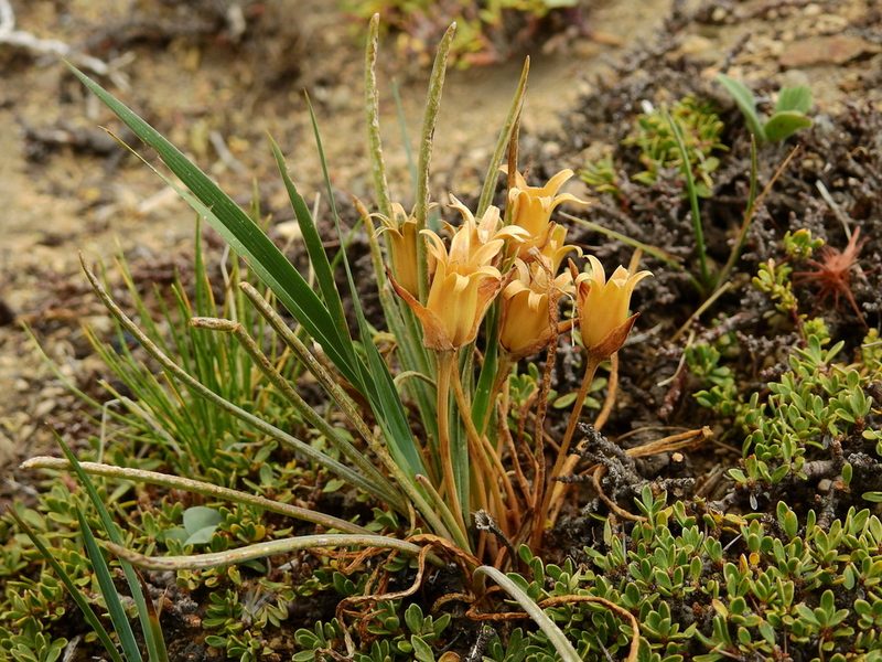 Olsynium obscurum, photographed by Guillermo Debandi