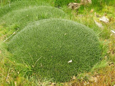 Patosia clandestina, photographed by Guillermo Debandi