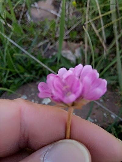 Armeria choulettiana, photographed by Karim Haddad