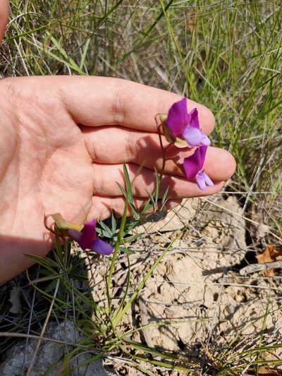 Lathyrus digitatus, photographed by Евгений Егорейченков