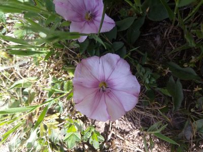 Convolvulus durandoi, photographed by Karim Haddad