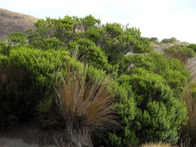 Veronica venustula, photographed by Paul Prior