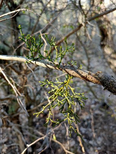 Arceuthobium oxycedri, photographed by Евгений Егорейченков