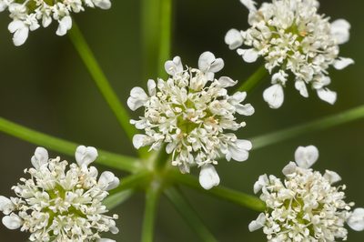 Oenanthe globulosa, photographed by Eleftherios Katsillis
