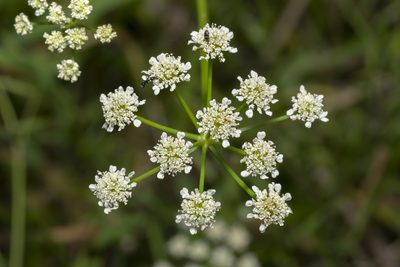 Oenanthe globulosa, photographed by Eleftherios Katsillis