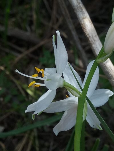 Anthericum baeticum, photographed by Karim Haddad