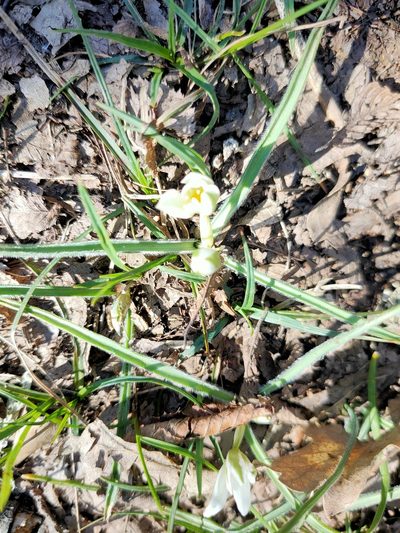 Ornithogalum fimbriatum, photographed by Евгений Егорейченков
