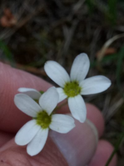 Saxifraga carpetana, photographed by Karim Haddad