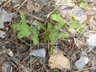 Lygodium palmatum, photographed by Matt Schultz
