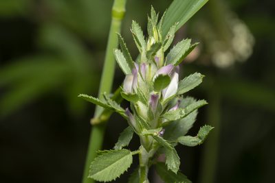 Ononis mitissima, photographed by Eleftherios Katsillis