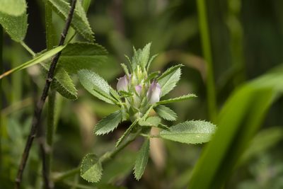 Ononis mitissima, photographed by Eleftherios Katsillis