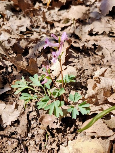 Corydalis paczoskii, photographed by Евгений Егорейченков