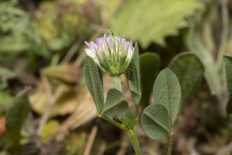 Trifolium echinatum, photographed by Eleftherios Katsillis