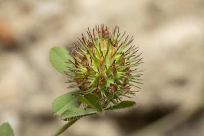 Trifolium lappaceum, photographed by Eleftherios Katsillis