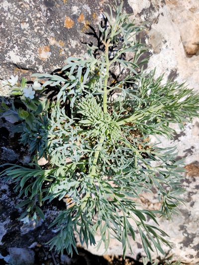 Seseli gummiferum, photographed by Евгений Егорейченков
