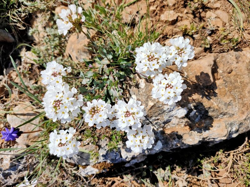 Noccaea macrantha, photographed by Евгений Егорейченков